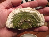 Trametes gibbosa image