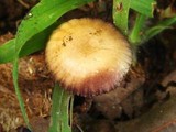 Psilocybe coprophila image
