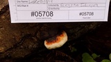 Fomitopsis mounceae image