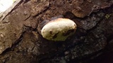 Fomitopsis mounceae image