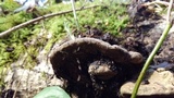 Phellinus igniarius image