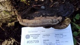 Phellinus igniarius image