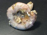 Russula mariae image