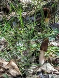 Morchella populiphila image