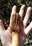 Morchella populiphila image
