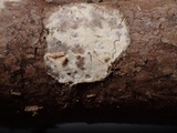 Acanthobasidium penicillatum image