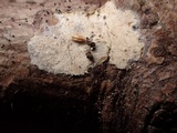 Acanthobasidium penicillatum image