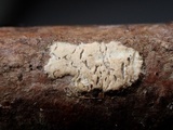 Acanthobasidium penicillatum image