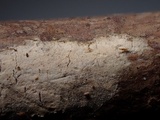 Acanthobasidium penicillatum image