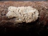 Acanthobasidium penicillatum image