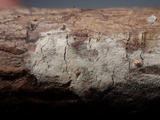 Acanthobasidium penicillatum image