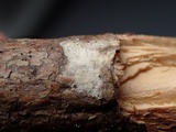 Acanthobasidium penicillatum image