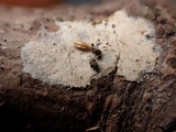 Acanthobasidium penicillatum image