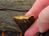 Gloeophyllum sepiarium image