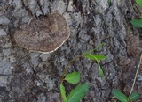 Ganoderma lobatum image