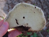 Ganoderma lobatum image
