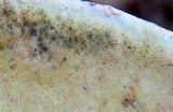 Ganoderma lobatum image