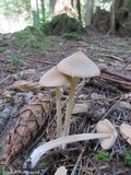 Entoloma strictius image