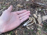 Entoloma strictius image