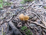 Tarzetta cupularis image