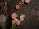 Rhodotus palmatus image