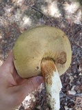 Leccinum manzanitae image