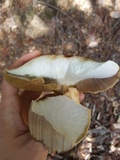 Leccinum manzanitae image