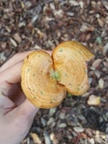 Lactarius rubrilacteus image