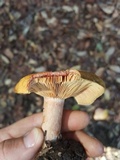 Lactarius rubrilacteus image