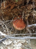 Leccinum manzanitae image