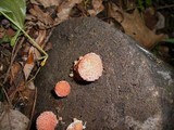Rhodotus palmatus image