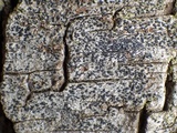 Alyxoria varia image