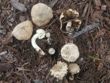 Agaricus californicus image
