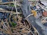 Crassisporium funariophilum image