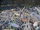 Crassisporium funariophilum image