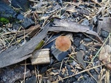 Crassisporium funariophilum image