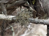 Tornabea scutellifera image