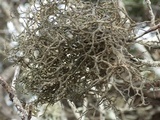 Tornabea scutellifera image