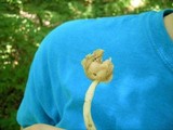 Helvella elastica image