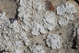 Lepraria texta image