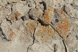 Caloplaca luteominia image