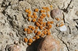 Caloplaca luteominia image