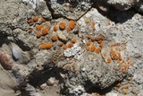 Caloplaca luteominia image