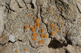 Caloplaca luteominia image