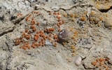 Caloplaca luteominia image