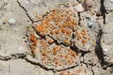 Caloplaca luteominia image