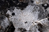 Verrucaria calciseda image