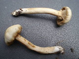 Kuehneromyces marginellus image