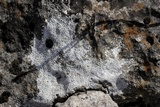 Verrucaria calciseda image