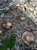 Pholiota highlandensis image